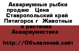 Аквариумные рыбки продаю › Цена ­ 1 000 - Ставропольский край, Пятигорск г. Животные и растения » Аквариумистика   